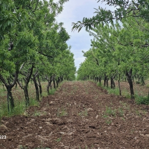 Azienda Agricola Biologica